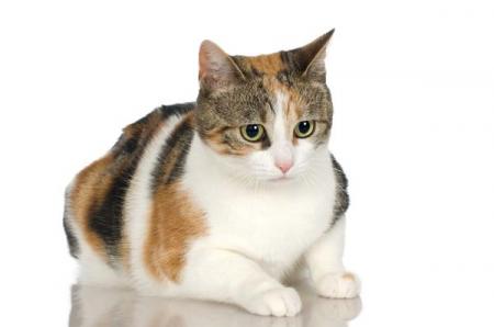 Warrior cat quiz -- Make and Take a Fun Test @ NerdTests.com's User Tests!