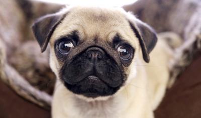 how many pugs does dantdm nerdtests quiz dantdm quiz how many pugs does dantdm nerdtests quiz dantdm quiz