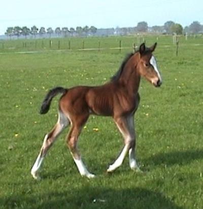 horse horses foal facts bonnie born colt animal called young animals best1 nerdtests nursing stand stallion mustang know period mq