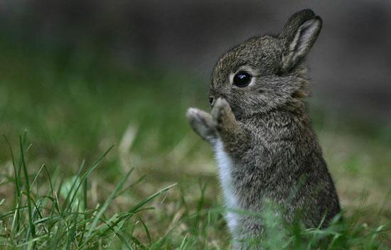 Hug A Bunny