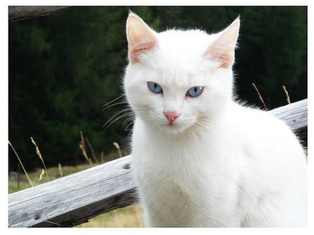 Warrior Cat Quiz -- Make and Take a Fun Test @ NerdTests.com's User Tests!
