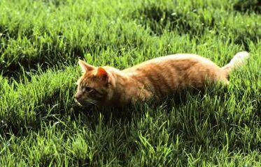 Warrior Cat Quiz -- Make and Take a Fun Test @ NerdTests.com's User Tests!
