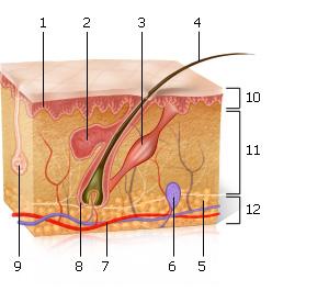 NerdTests.com Test: The Integumentary System