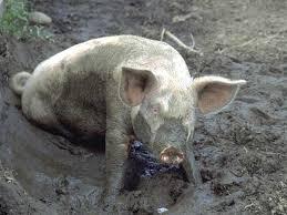 Quiz: how well do you know pigs Quiz: how well do you know pigs