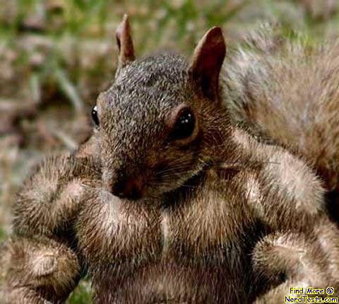 buff squirrel