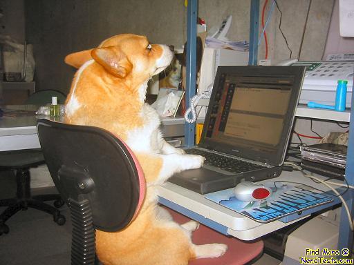 Dog on computer