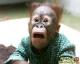 Funny Monkey #2